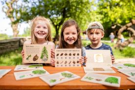 Frotážová sada - Hmyz (2)