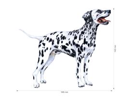 Nažehlovačka M 038 - Dalmatin (2)