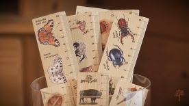 Dřevěné pravítko 20 cm - Kachna divoká (2)