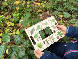 Okénko Hravého BADATELE - Stromy (6)