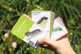 Motýli a housenky v přírodní zahradě - Lipka (2)