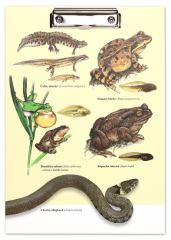 Život ve vodě - Lipka