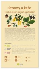 Stromy a keře v našich lesích, parcích a zahradách - Lipka