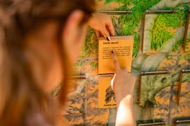 Strom jako dům buk (1)