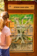 Strom jako dům buk (2)