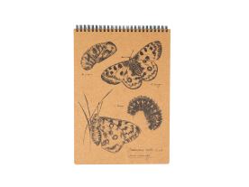 Eko blok z recy papíru L - Jasoň červenooký