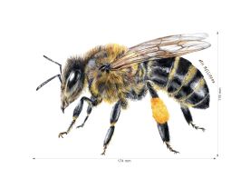 Nažehlovačka M 010 - Včela (3)