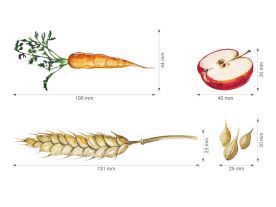 Nažehlovačka L 038 - Morčata (4)
