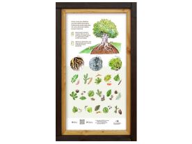 Tabulky poznání zvukové M - Dřeviny (1)