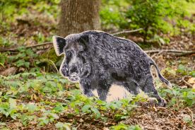 Makety zvěře L (1)