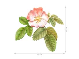 Nažehlovačka M 018 - Šípek (2)