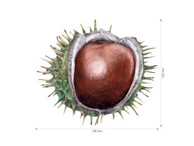 Nažehlovačka M 012 - Kaštan (2)