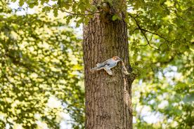 Interaktivní tabule pozorovatelna (1)