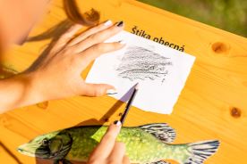 Frotážový pult (L) (3)