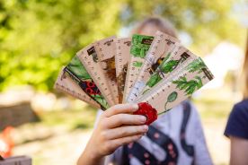 Dřevěné pravítko 15 cm - Pstruh (1)