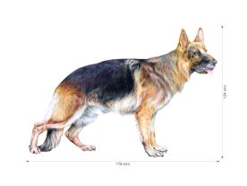 Nažehlovačka M 037 - Německý ovčák (2)