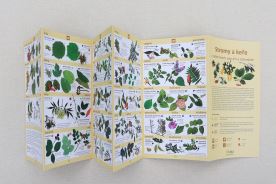 Stromy a keře v našich lesích, parcích a zahradách - Lipka (4)