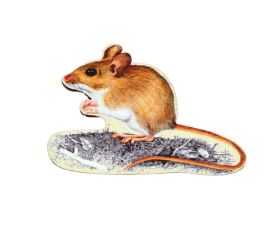 Magnet tvar - Myšice