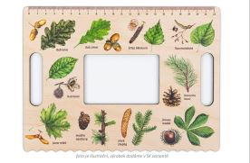 Okénko Hravého BADATELE - Stromy