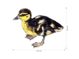 Nažehlovačka L 005 - Mláďata (2)