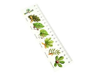 Papírová záložka s měřítkem - Listnáče