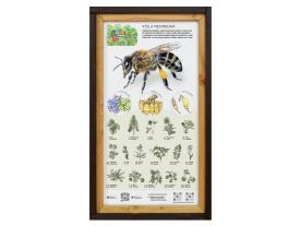 Medonosné rostliny (2)