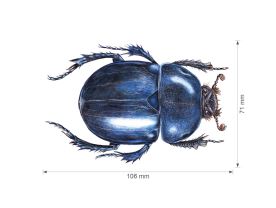 Nažehlovačka S 021 - Mix modrásek, chrobák, vlaštovka (3)