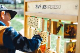 Pexeso stolní - Živý les (2)