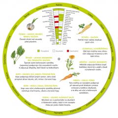 Smíšené kultury v zahradě - Lipka (1)